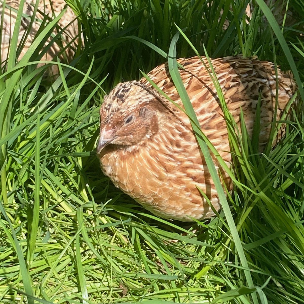 wachtel im gras freilandhaltung wachtelhof odenwald