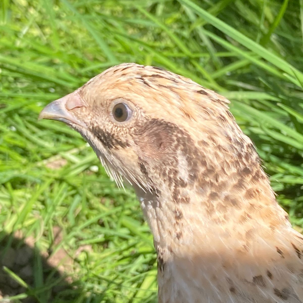 wachtel nahaufnahme wachtelhof odenwald