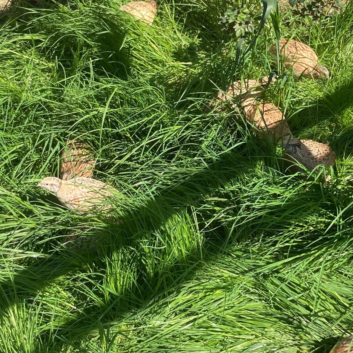 wachteln im gras freilandhaltung